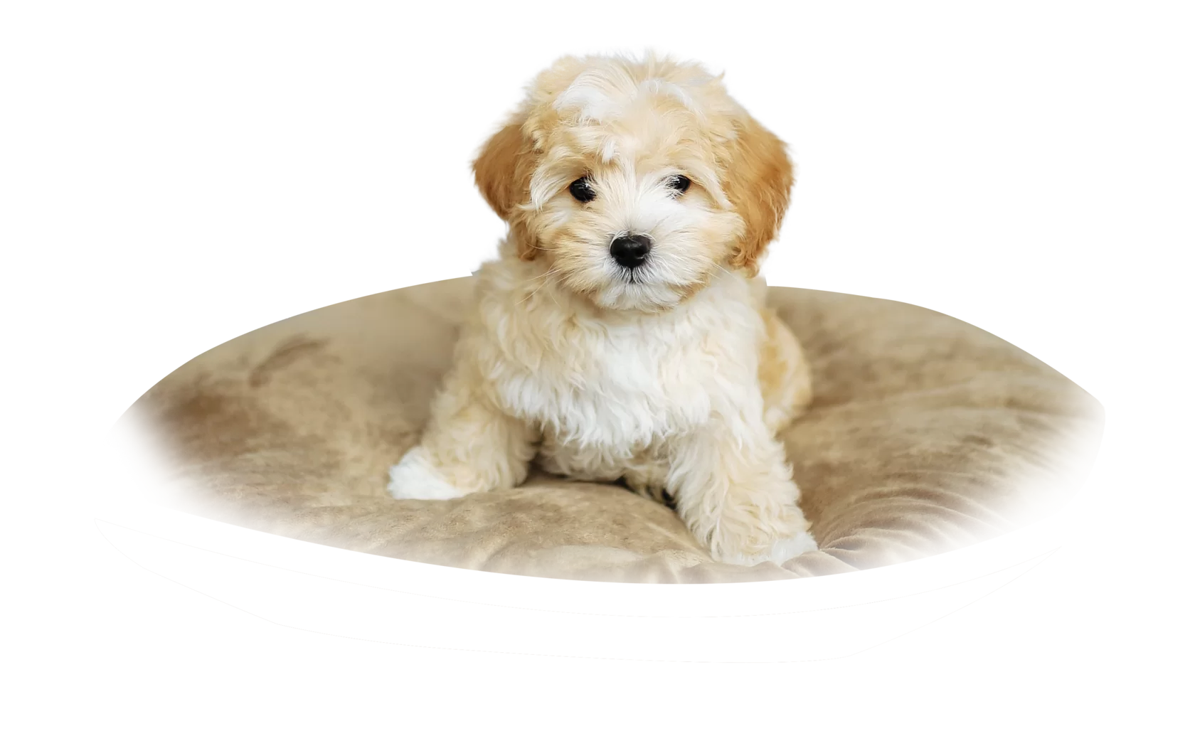 Питомник Maltipoo - Купить шенка Мальтипу в Москве из питомника, мини  Maltipoo цена