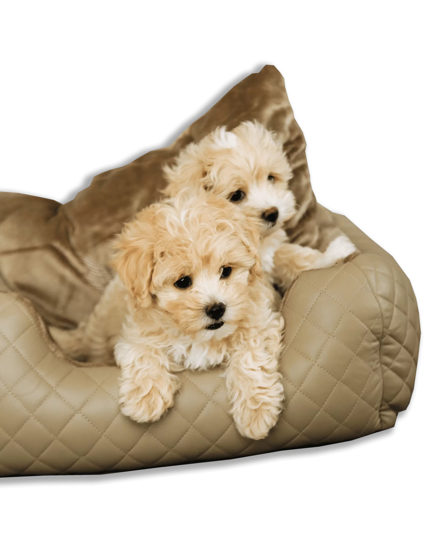 Щенки мальтипу на лежанке — питомник Maltipoo Official